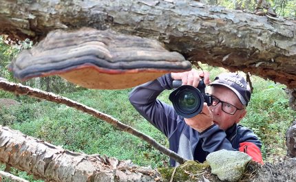 Timo-Heikki Varis kuvaa isoa kääpää metsässä. 