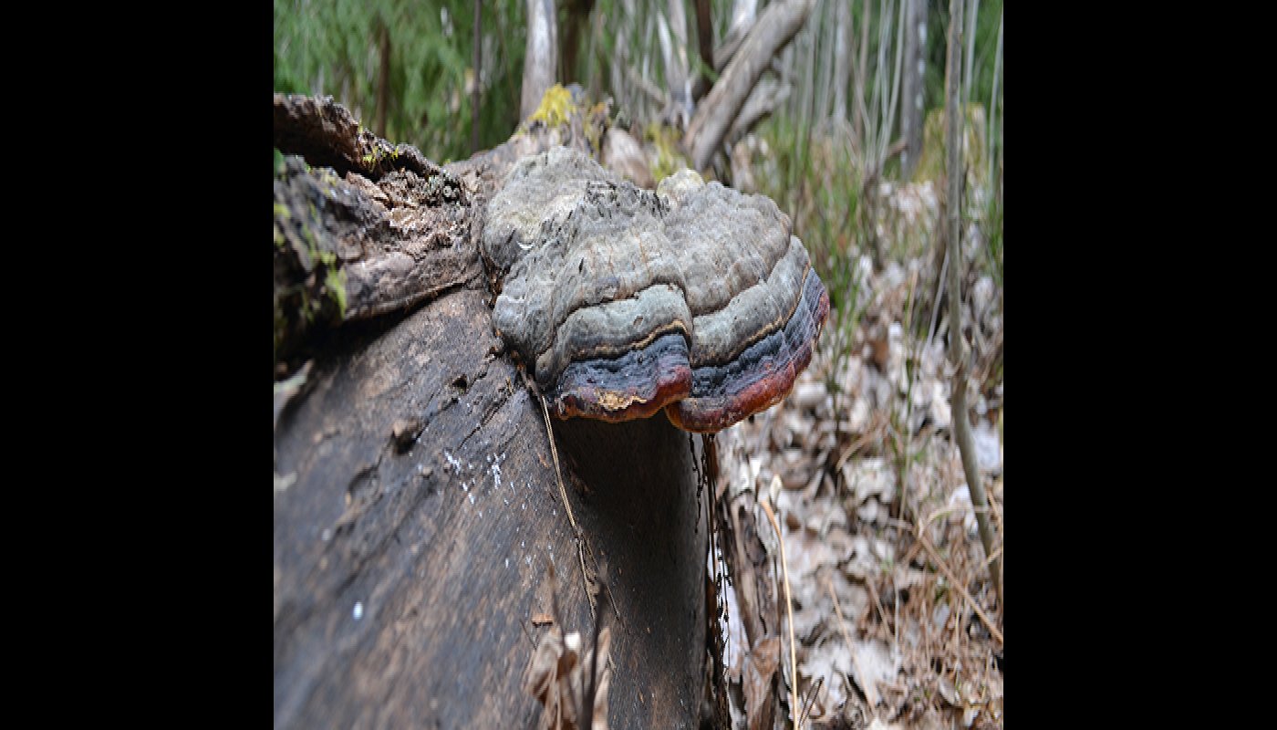 En stor ticka på en låga.