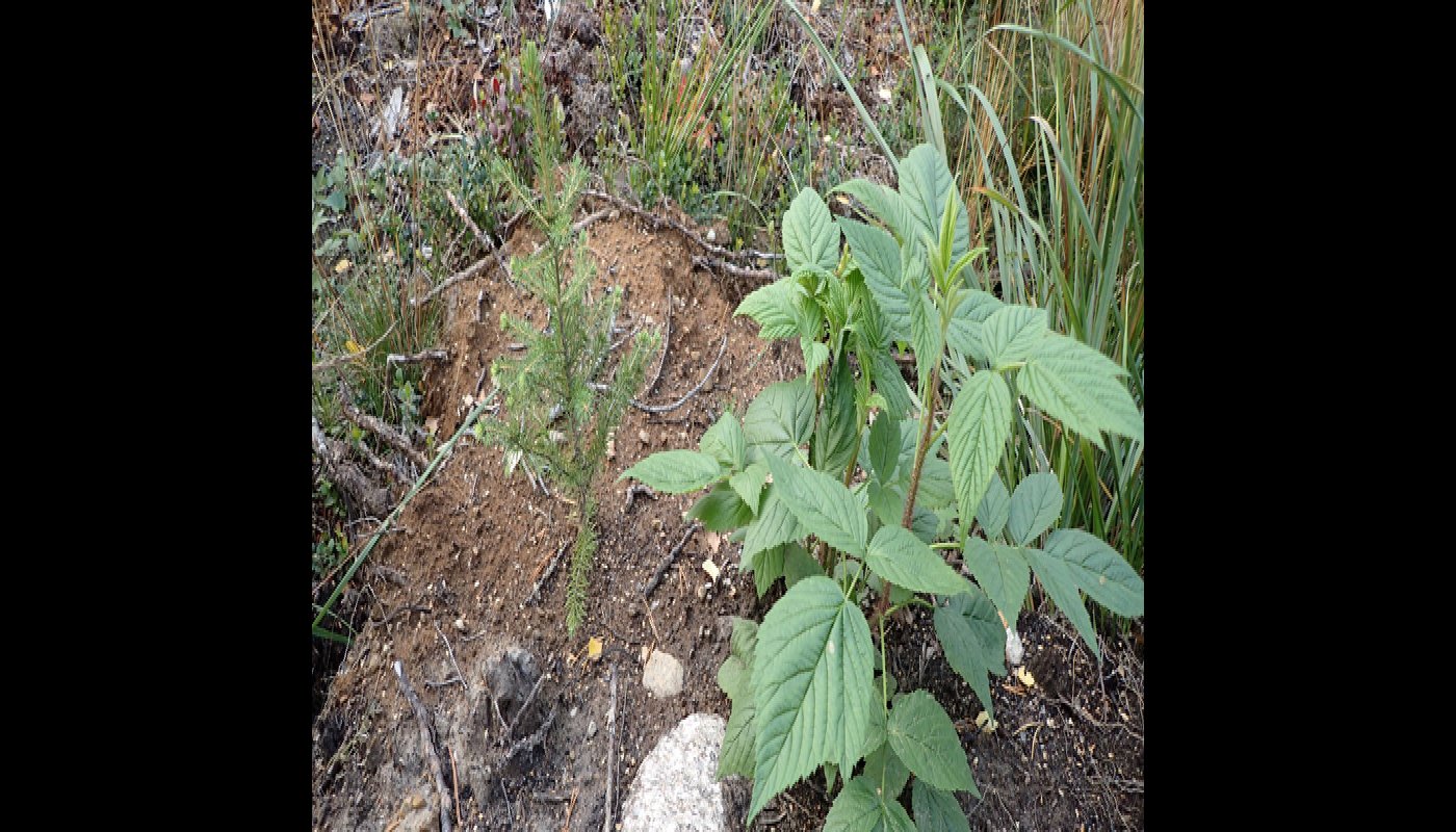 Muokattuun maahan istutettu kuusentaimi