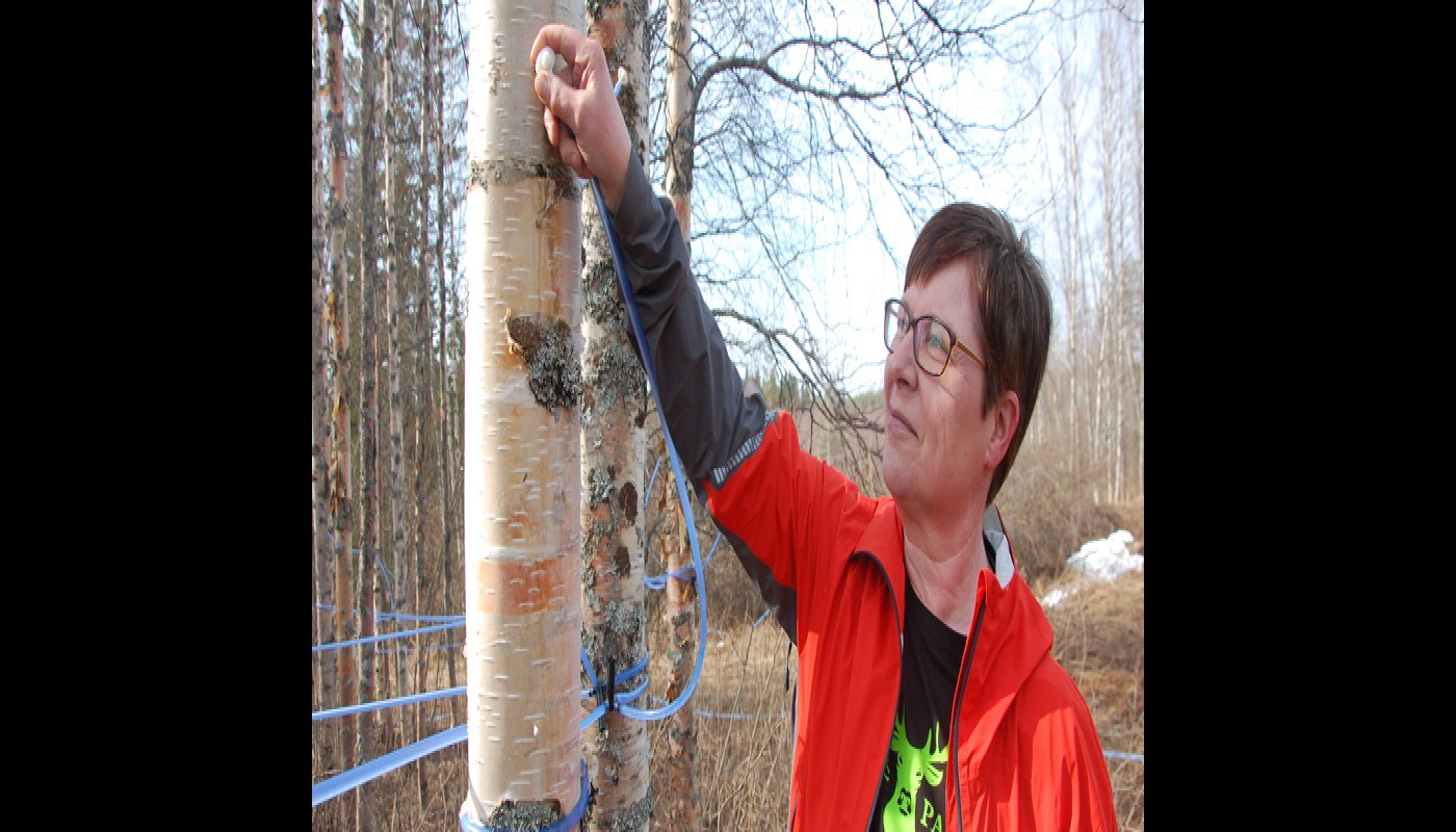 Puuhun porattuun reikään upotetaan holkki, josta lähtee letku mahlan keruuastiaan. Tiina Aittolampi kokeilee, onko holkki paikallaan.