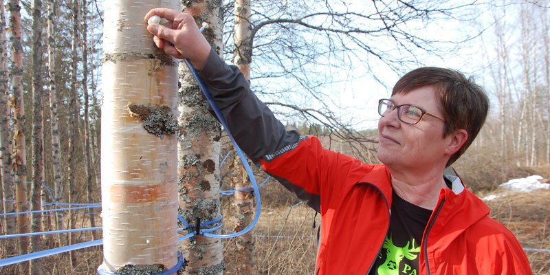 Puuhun porattuun reikään upotetaan holkki, josta lähtee letku mahlan keruuastiaan. Tiina Aittolampi kokeilee, onko holkki paikallaan.
