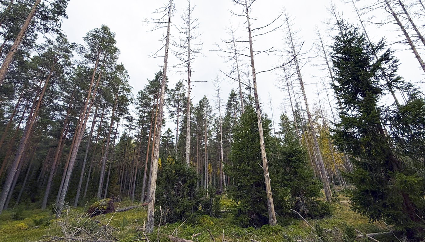 Okakaarnakuoriaisen kuivattamia mäntyjä