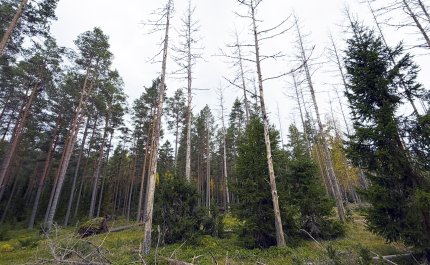 Okakaarnakuoriaisen kuivattamia mäntyjä