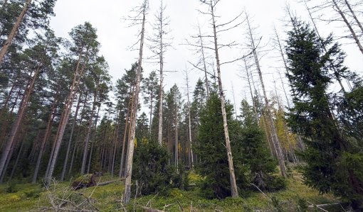 Okakaarnakuoriaisen kuivattamia mäntyjä