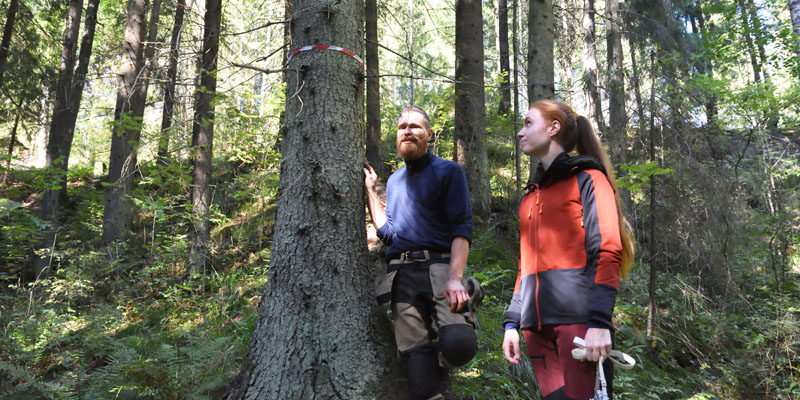 Mika Hämäläinen ja Inna Salminen katselevat metsässä kuitunauhalla merkittyä puuta, jonka juurelta havaittiin liito-oravan jätöksiä muutamia vuosia sitten.