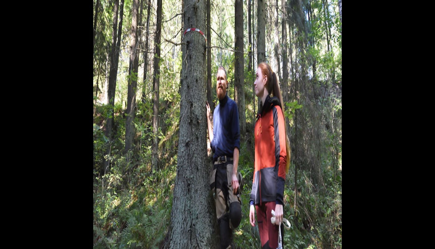 Mika Hämäläinen ja Inna Salminen katselevat metsässä kuitunauhalla merkittyä puuta, jonka juurelta havaittiin liito-oravan jätöksiä muutamia vuosia sitten.