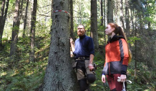 Mika Hämäläinen ja Inna Salminen katselevat metsässä kuitunauhalla merkittyä puuta, jonka juurelta havaittiin liito-oravan jätöksiä muutamia vuosia sitten.