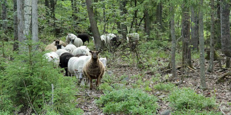 Ruskeita ja valkoisia lampaita laiduntaa metsässä. 