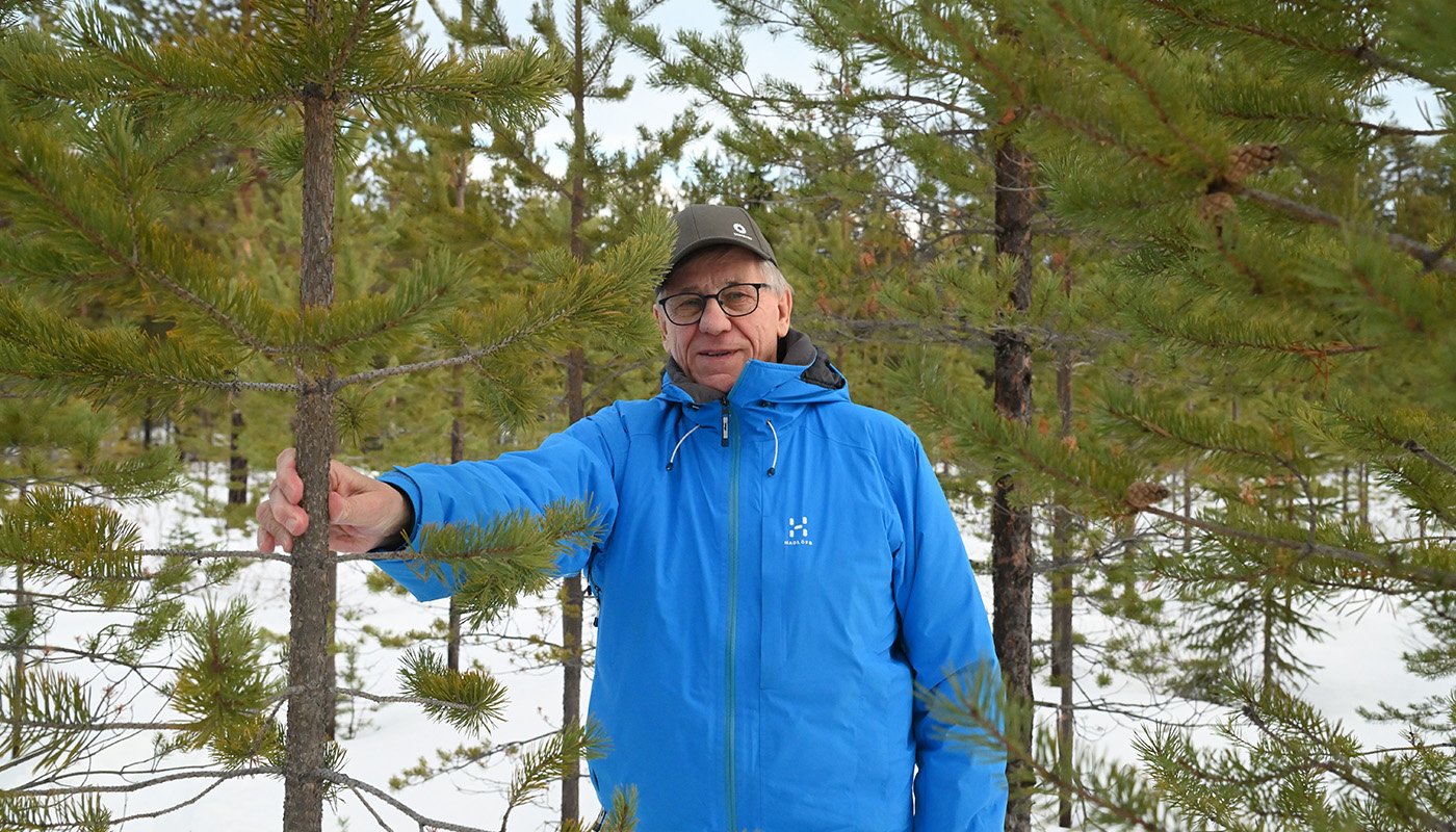 Viljami Kurth mäntytaimikossa talvella.

