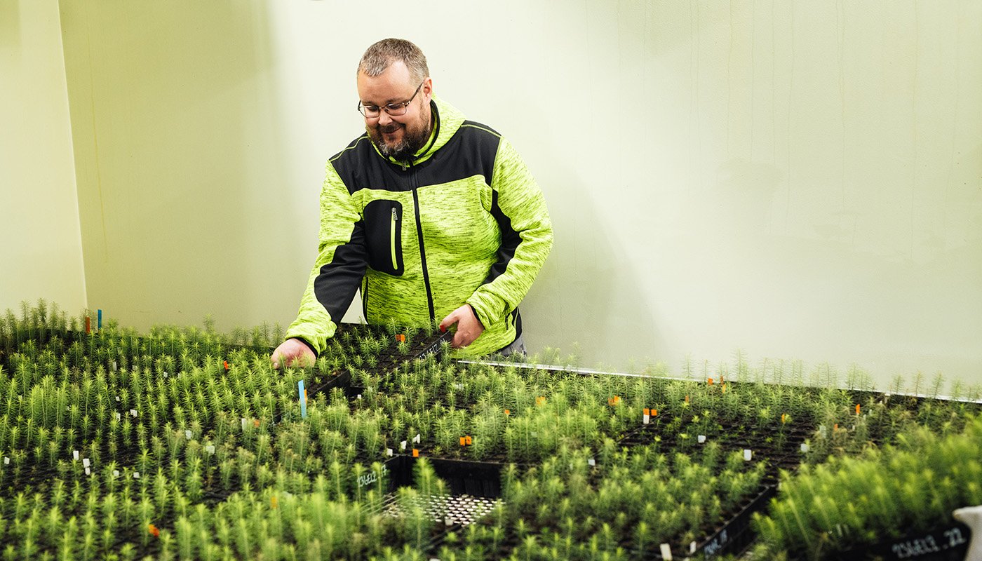 Mikko Tikkinen ja puuntaimet