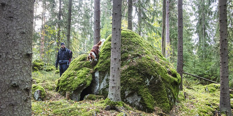 Henkilö ulkoiluttaa koiraa metsässä.  
