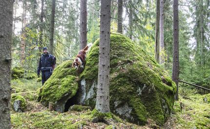 Henkilö ulkoiluttaa koiraa metsässä.  
