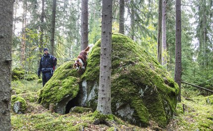 Henkilö ulkoiluttaa koiraa metsässä.  

