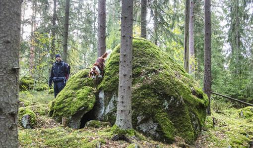 Henkilö ulkoiluttaa koiraa metsässä.  
