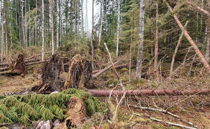 Myrskyn kaatamia puita metsässä
