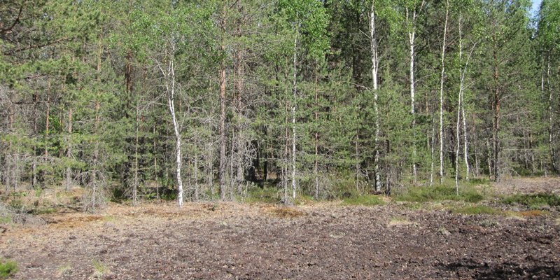 Metsää, joka on istutettu entiselle turvesuonpohjalle.