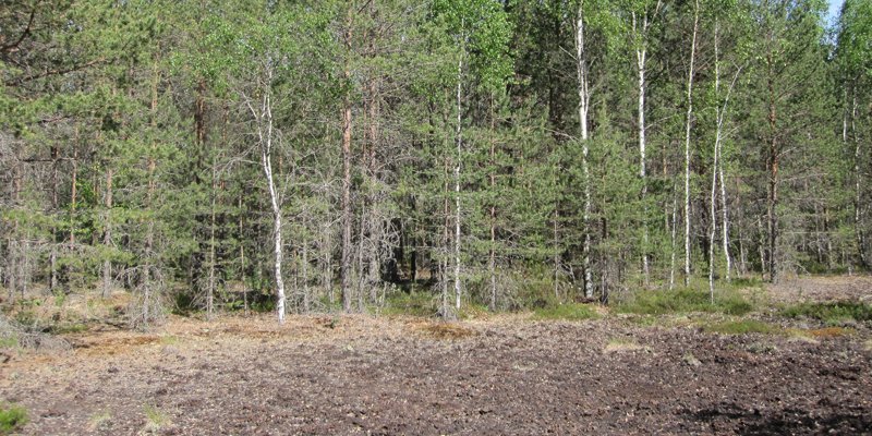 Metsää, joka on istutettu entiselle turvesuonpohjalle. 