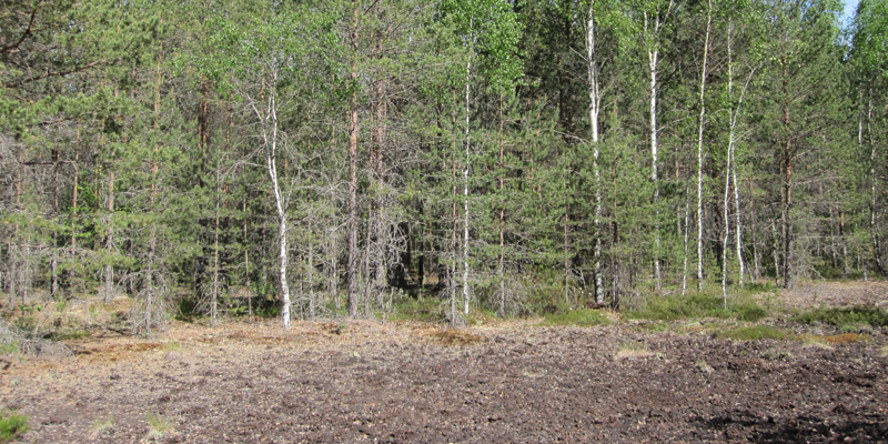 Metsää, joka on istutettu entiselle turvesuonpohjalle.