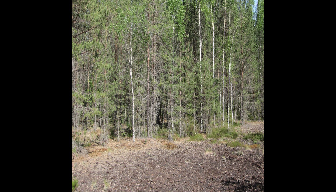 Metsää, joka on istutettu entiselle turvesuonpohjalle. 