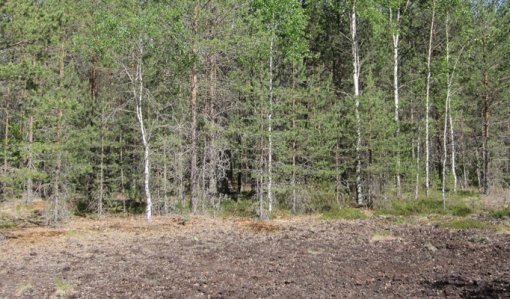 Metsää, joka on istutettu entiselle turvesuonpohjalle. 