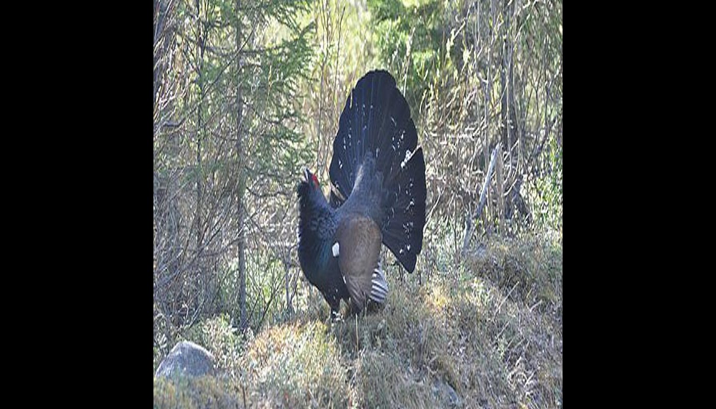 Ukkometso soitimella