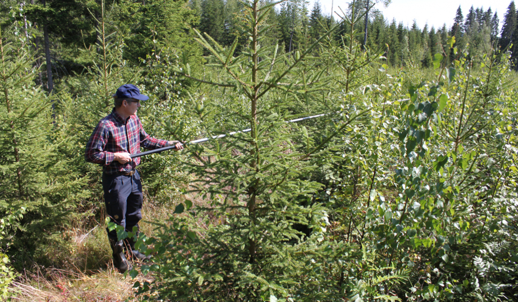 Metsän- ja luonnonhoidon asiakasneuvoja Kari Vääränen mittaa taimikon tiheyttä onkivavan avulla. 