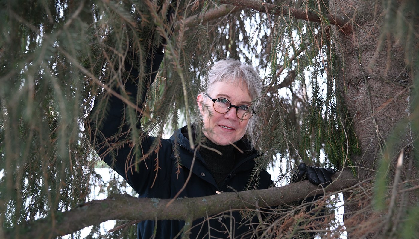 Pirjo Paldanius kurkistaa kuusenoksien välistä