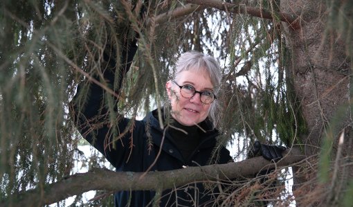 Pirjo Paldanius kurkistaa kuusenoksien välistä