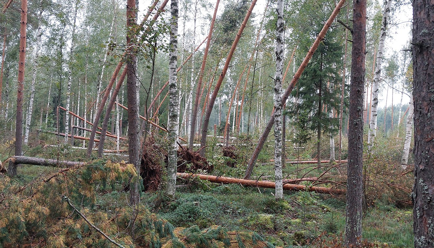 Syöksyvirtauksen kaatamia ja katkomia puita metsässä.
