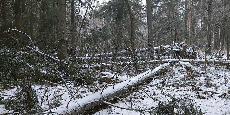 Hannes-myrskyssä kaatuneita puita. 