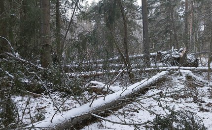 Hannes-myrskyssä kaatuneita puita. 
