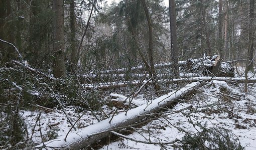 Hannes-myrskyssä kaatuneita puita. 