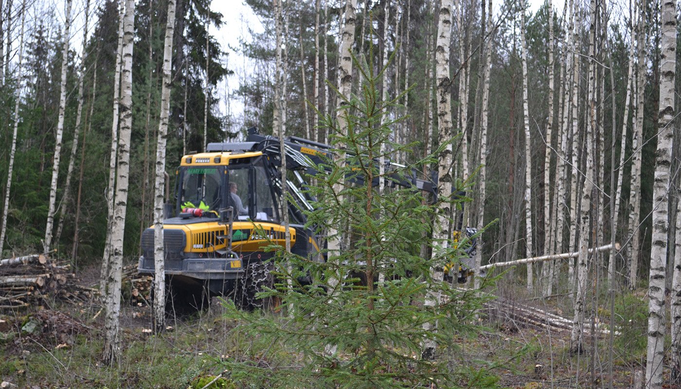 Hakkuukone kaataa puita nuoressa metsässä

