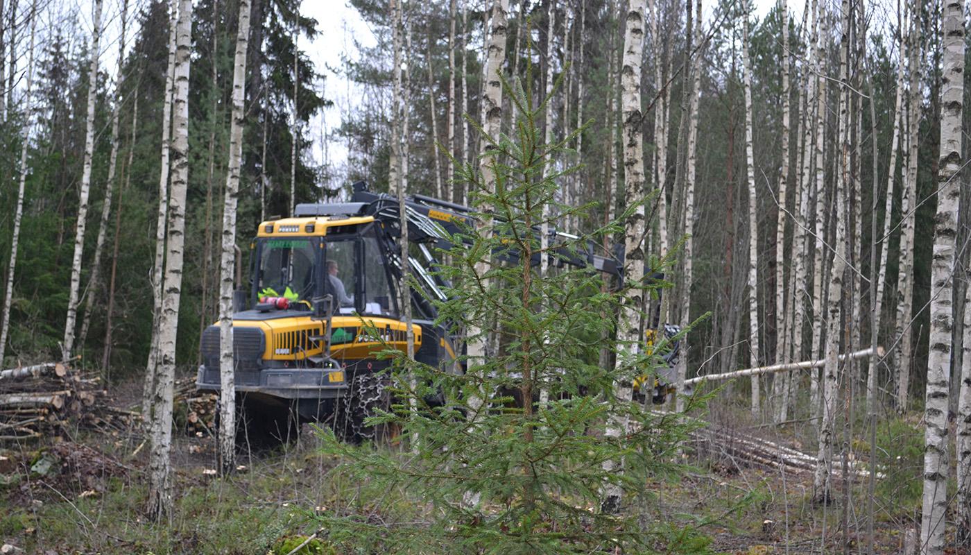 Hakkuukone kaataa puita nuoressa metsässä
