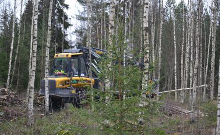 Hakkuukone kaataa puita nuoressa metsässä
