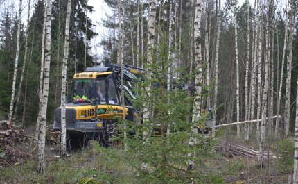 Hakkuukone kaataa puita nuoressa metsässä
