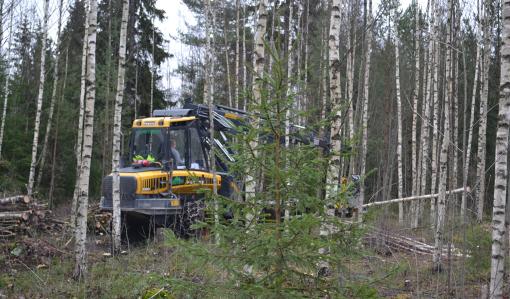 Hakkuukone kaataa puita nuoressa metsässä
