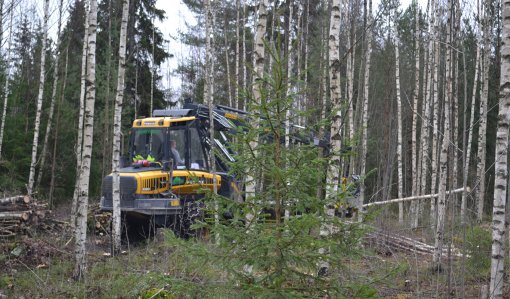 Hakkuukone kaataa puita nuoressa metsässä
