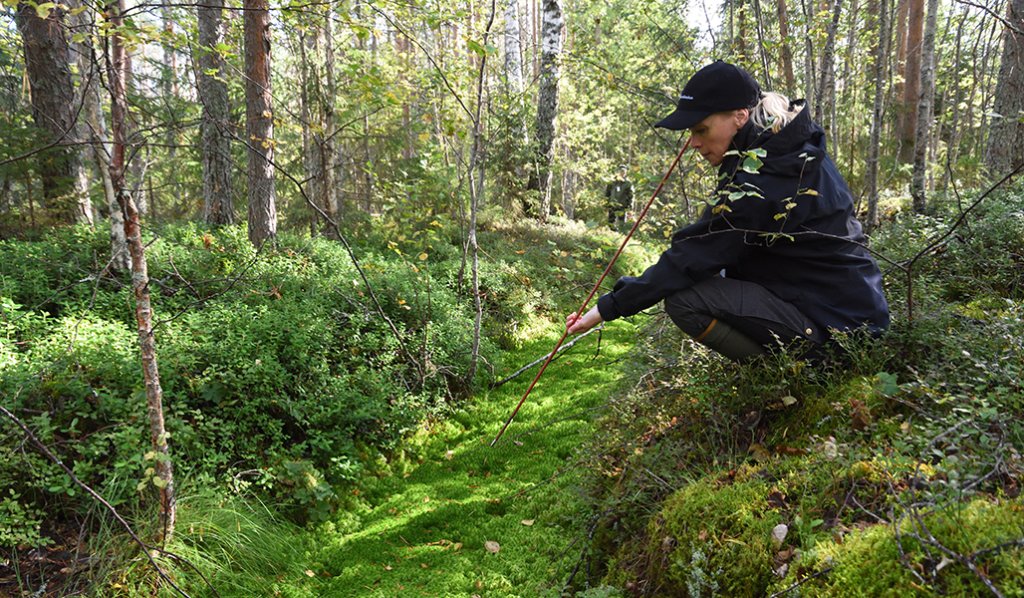 Metsäkeskuksen luontotietopäällikkö Miia Saarimaa mittaa kepillä turpeen paksuutta metsäojan luona.