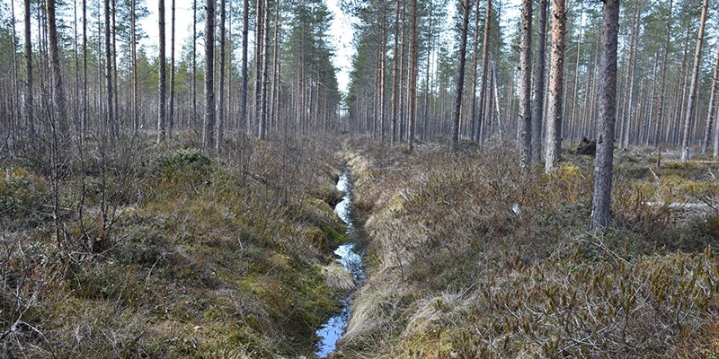 Oja ja mäntymetsää