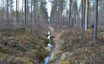 Oja ja mäntymetsää