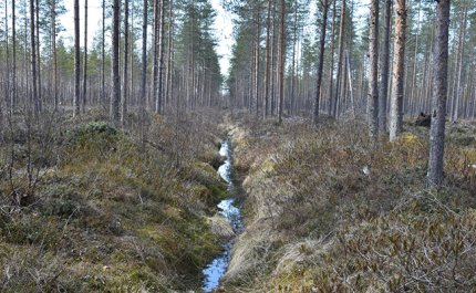 Oja ja mäntymetsää