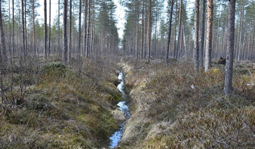 Oja ja mäntymetsää