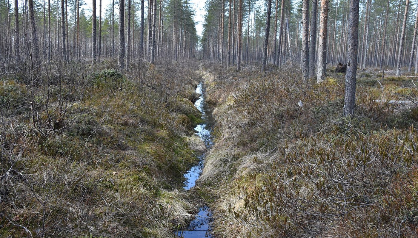 Mitä metsäojille pitäisi tehdä? – 5 kysymystä