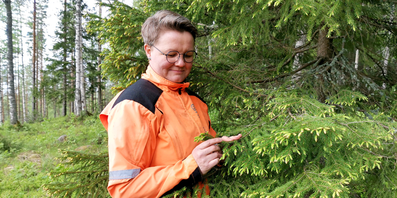 Anne Ruokonen katselee kuusenkerkkiä metsässä. 