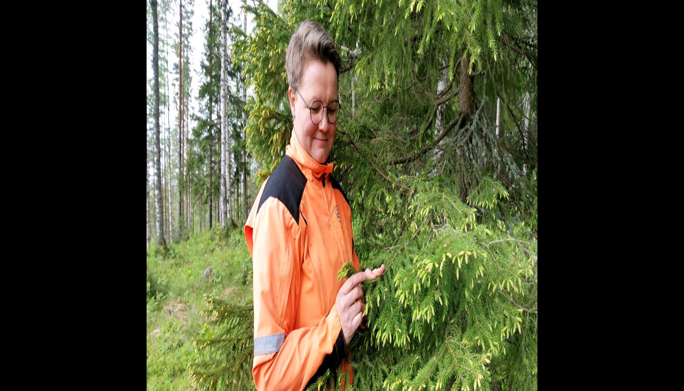 Anne Ruokonen katselee kuusenkerkkiä metsässä. 