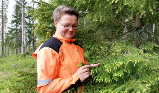 Anne Ruokonen katselee kuusenkerkkiä metsässä.