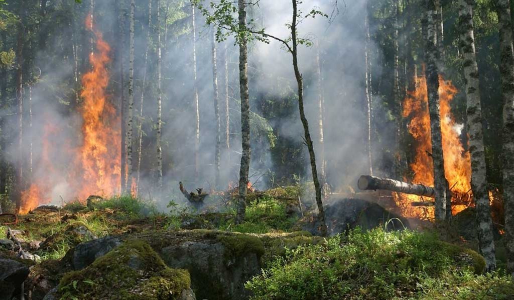 Kuvassa taka-alalla näkyy korkeita tulenlieskoja. Metsä palaa. Kuvan etualalla on kiviä ja varvikkoa ja muutamia koivuja. 