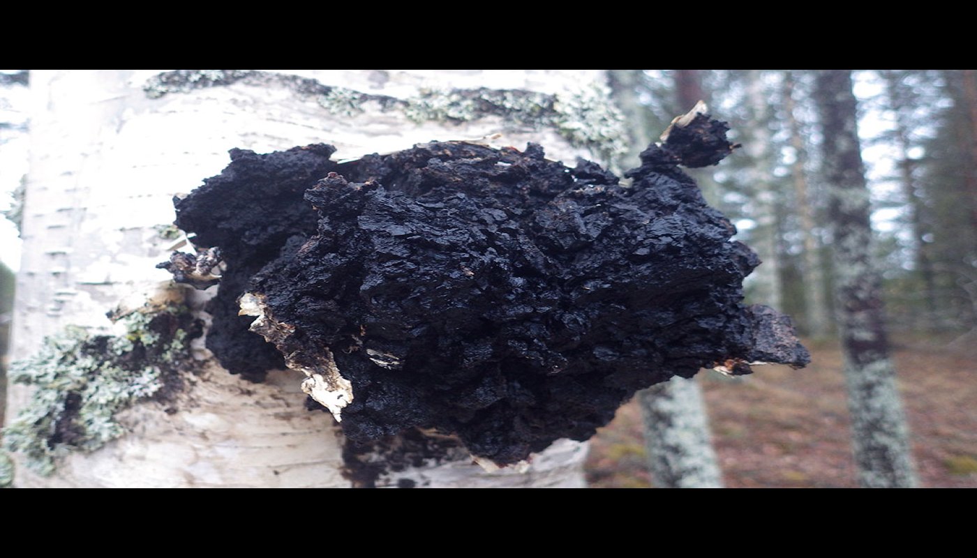 Musta pakuri kasvaa koivussa