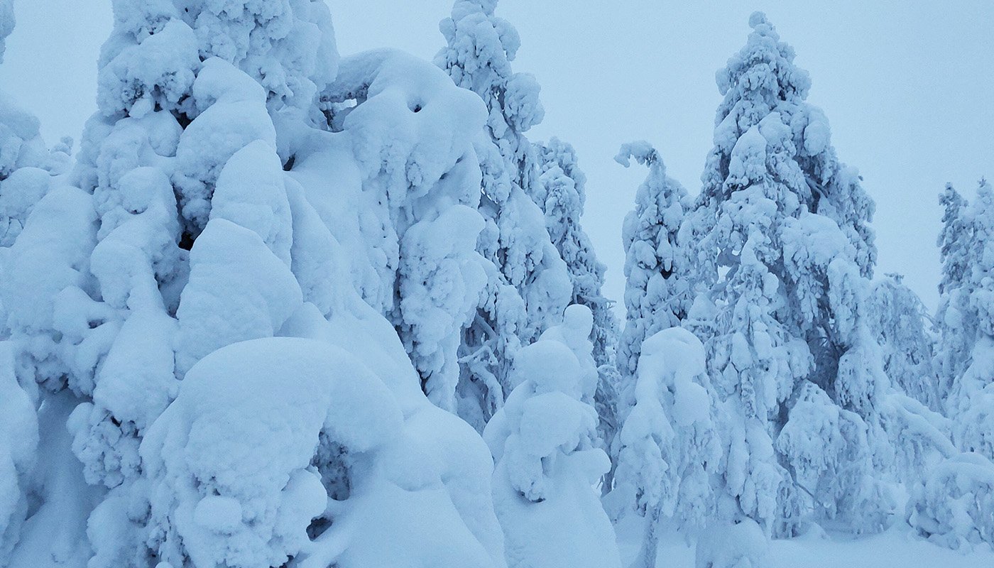 Tykkylunta puiden oksilla

